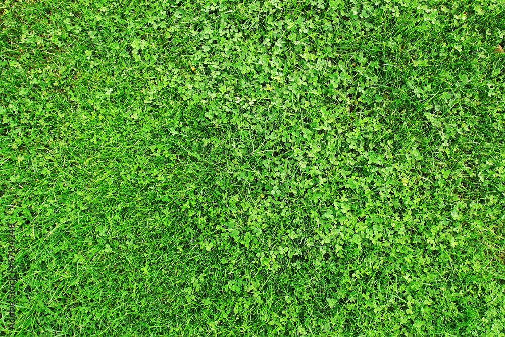 Grass field with clover Grass field with clover