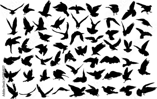 Canvas Print Set of 60 silhouettes of birds