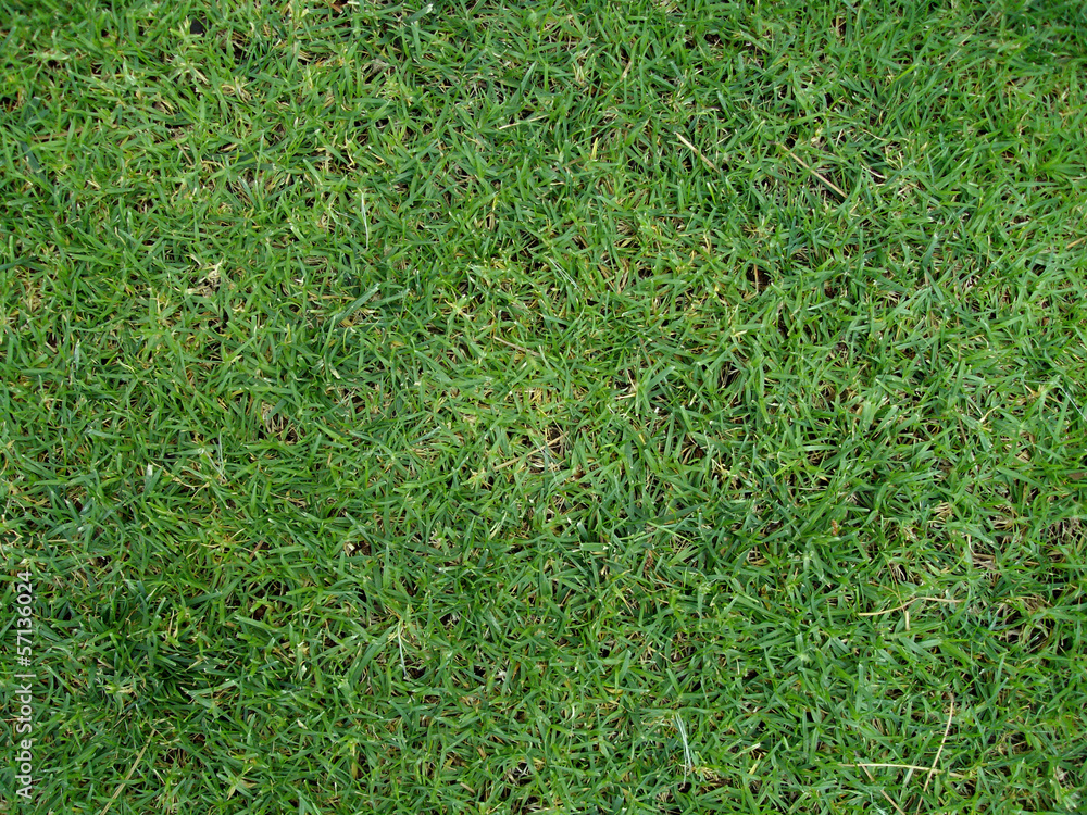 Grass texture #02 Stock Photo | Adobe Stock