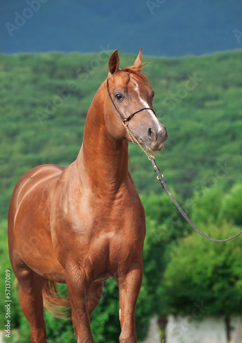 portrait of wonderful sorrel arabian stallion