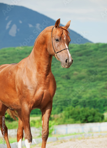 portrait of wonderful sorrel arabian stallion