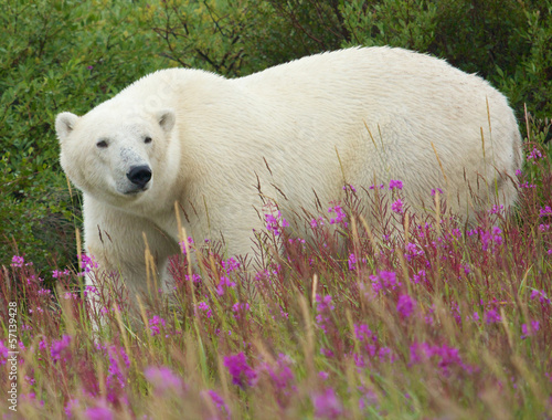 Polar Bear and Fireweed 1