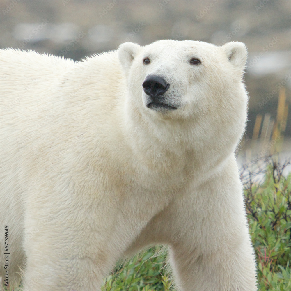 Polar Bear closeup 1 Polar Bear closeup 1
