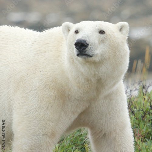 Polar Bear closeup 1