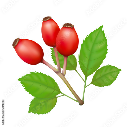 Rose Hips with Leafs Vector Isolated Illustration