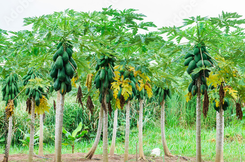 papaya tree in the farm