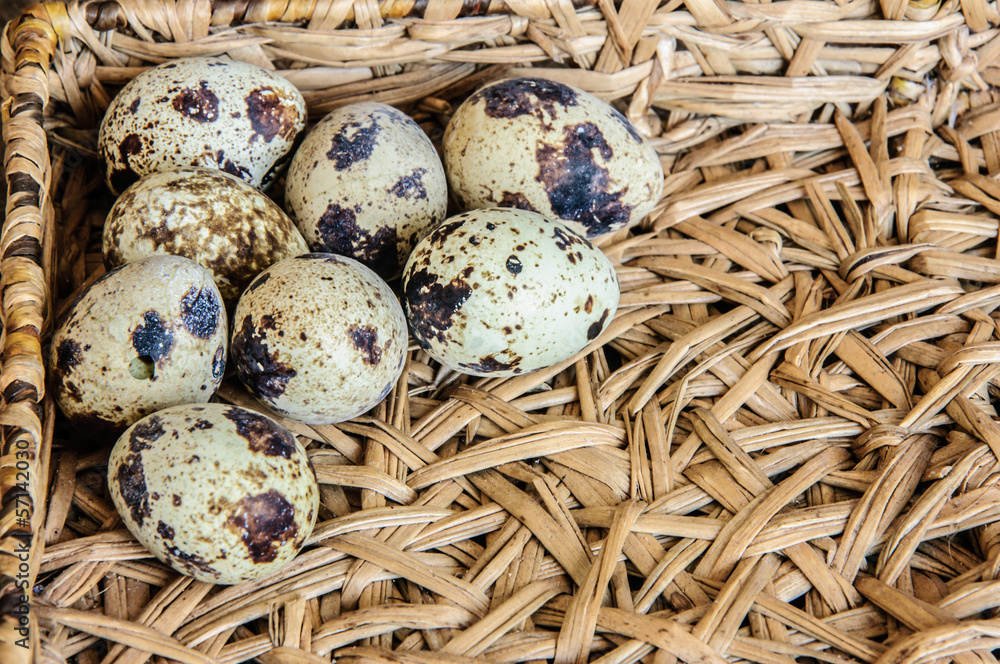 Obraz premium Quails Eggs