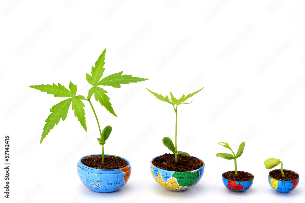 Plant growth Plant growth