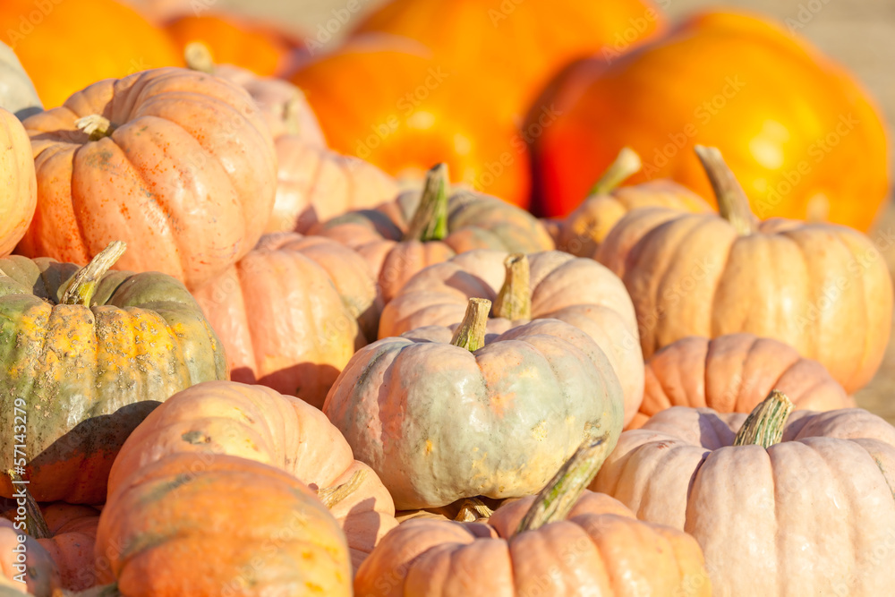 pumpkin patch pumpkin patch