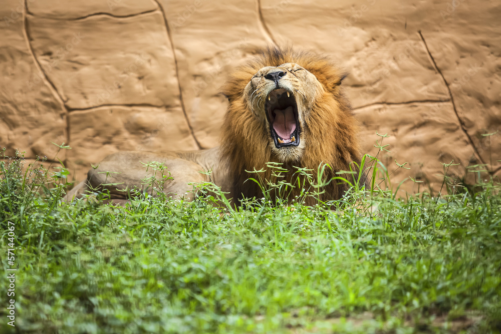 Naklejka premium Lion