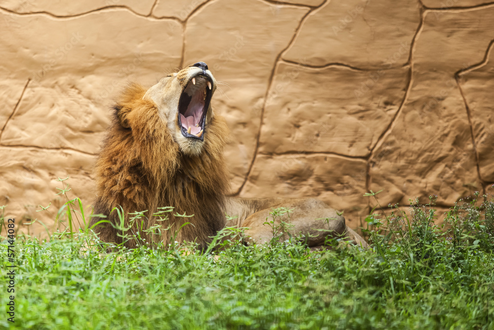 Naklejka premium Lion