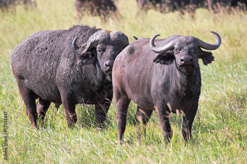 Couple of african buffalos