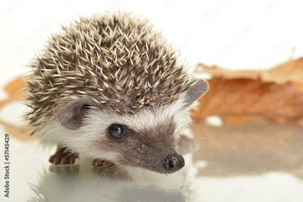 Obraz premium Hedgehog