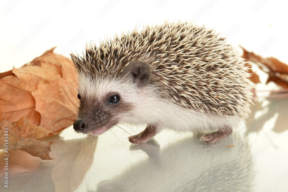 Obraz premium Hedgehog