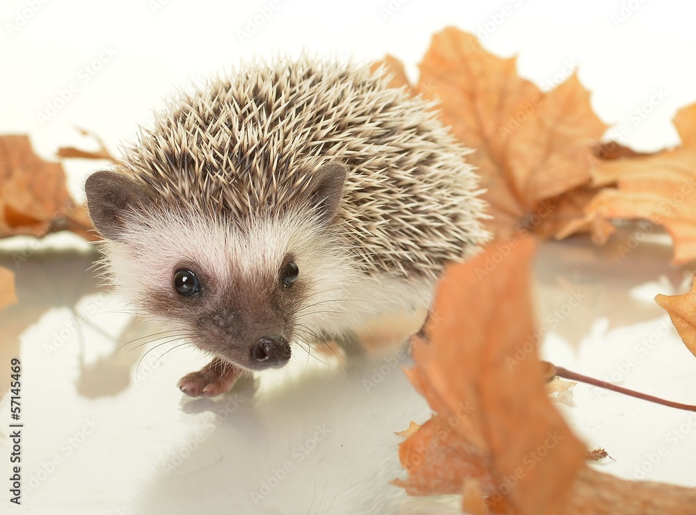 Obraz premium Hedgehog
