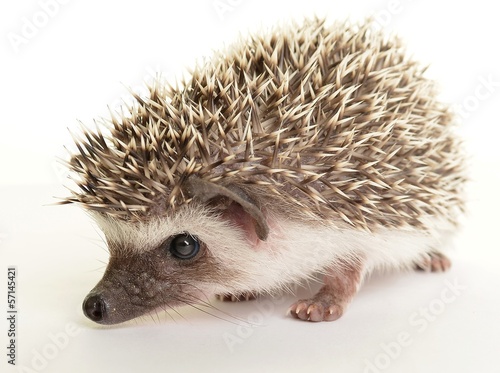 Hedgehog