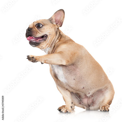 french bulldog dog
