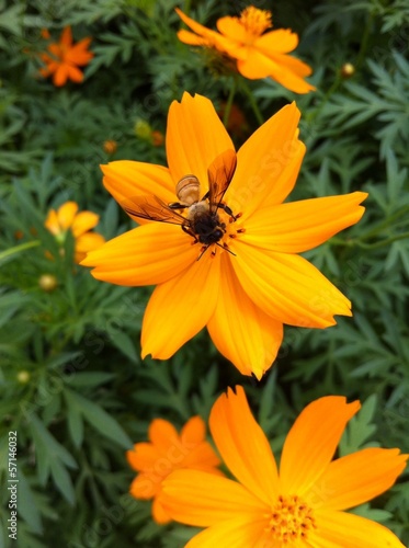 A bee on yellow cosmos flower