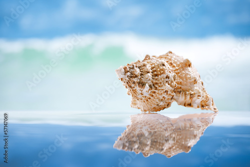 seashell and reflection with ocean, wave and seascape