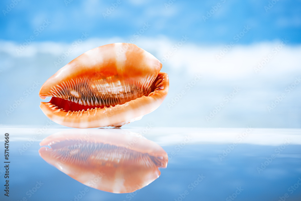 seashell and reflection with ocean, wave and seascape seashell and reflection with ocean, wave and seascape