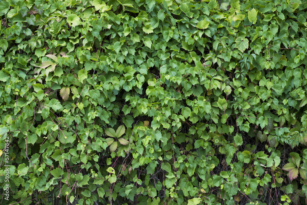 Bush fence hedge wall Bush fence hedge wall