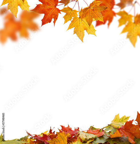 Isolated Autumn Leaves