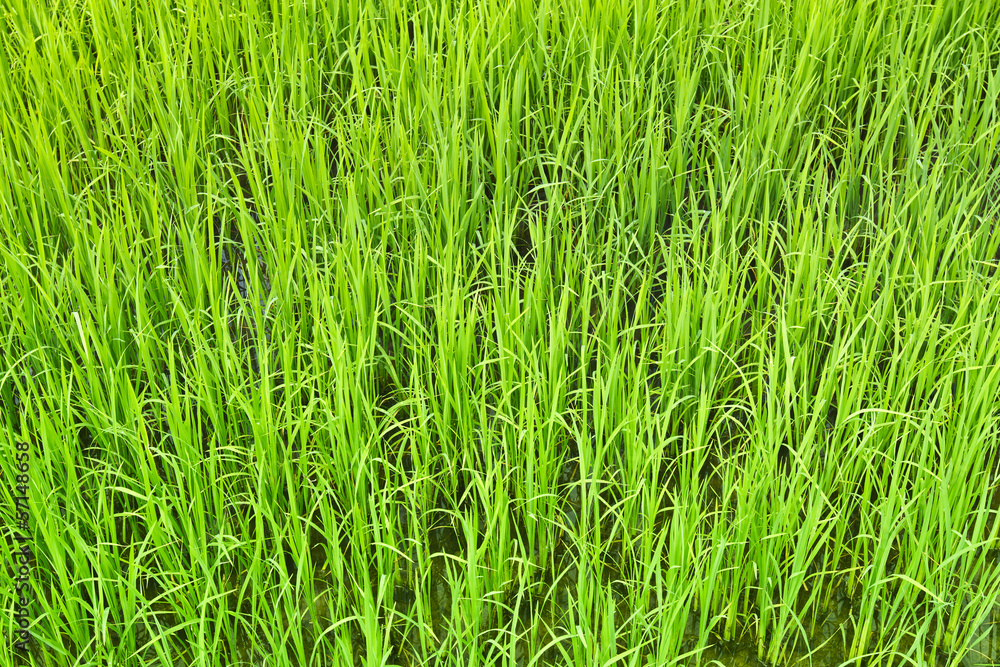 Rice field Rice field