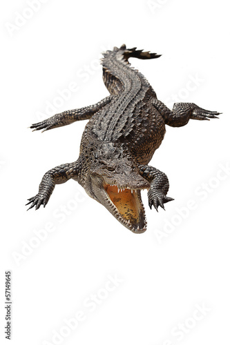 crocodile © nattanan726