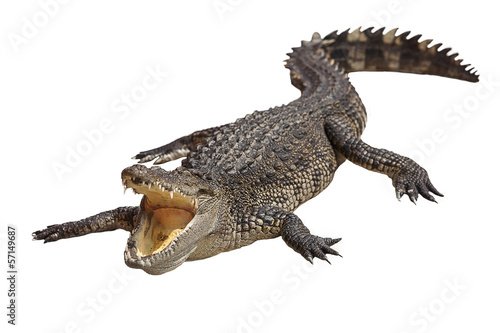 crocodile