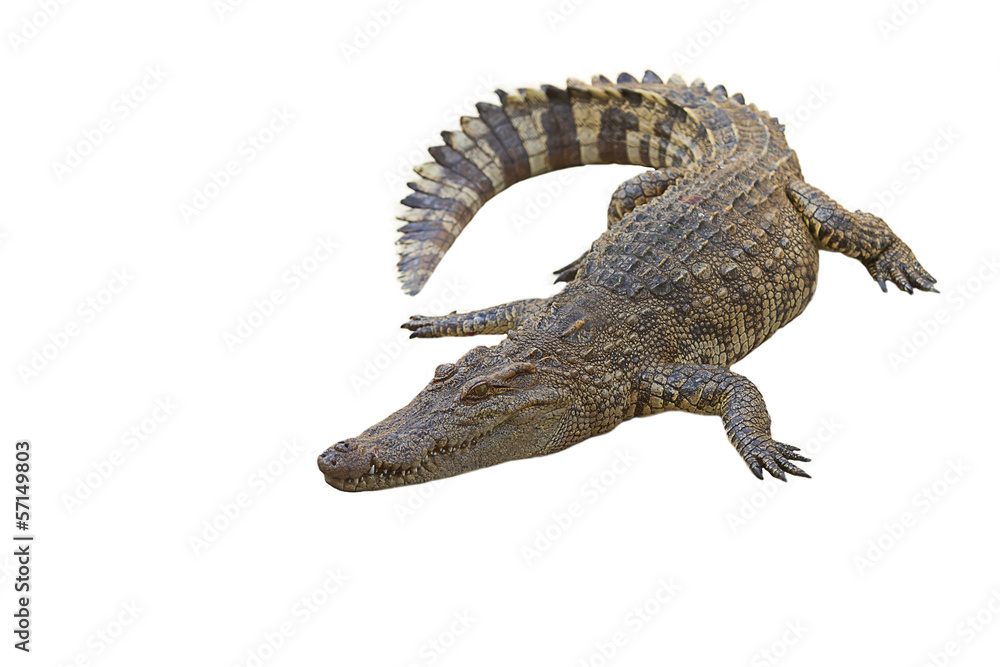 Naklejka premium crocodile