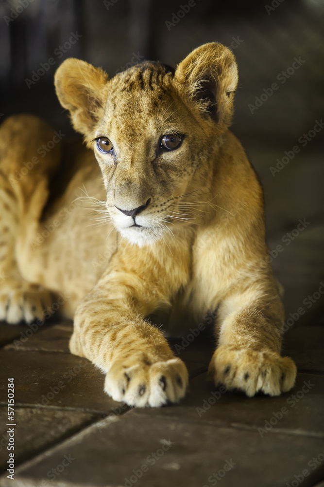 Naklejka premium Lion