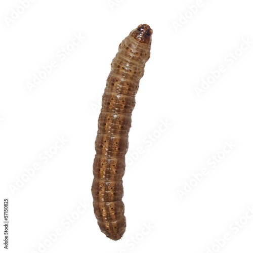 woodworm isolated on white background