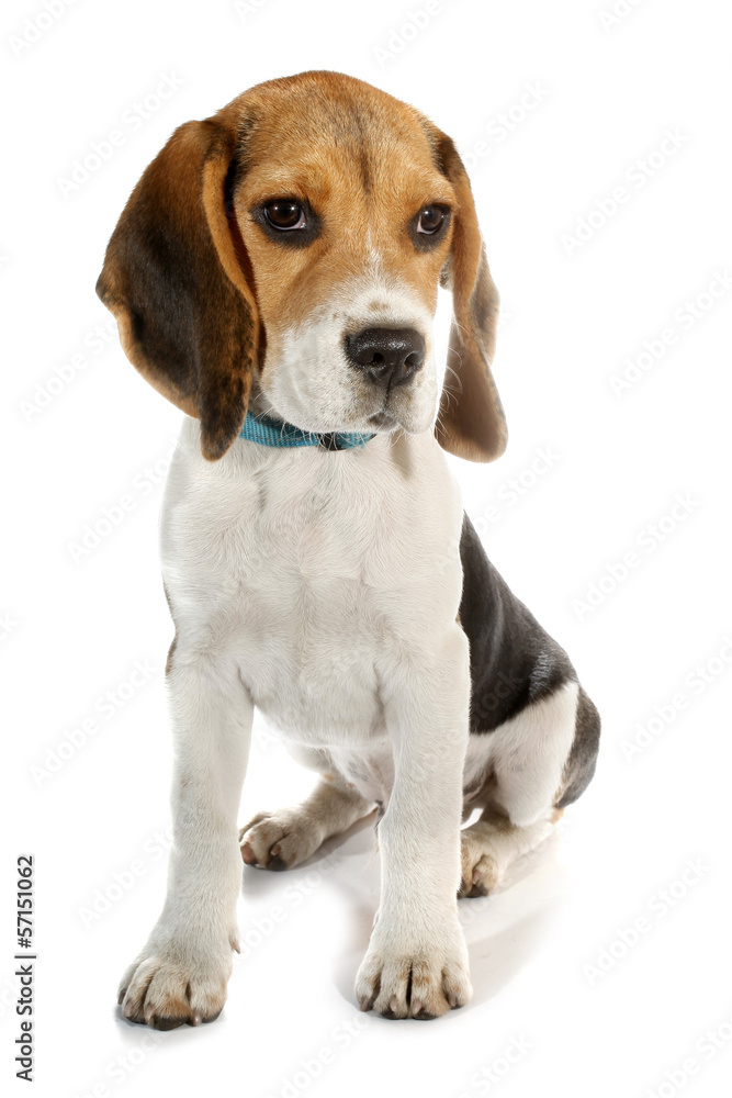 Beagle puppy little dog