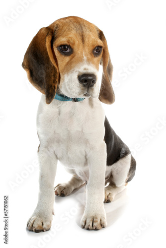 Beagle puppy little dog
