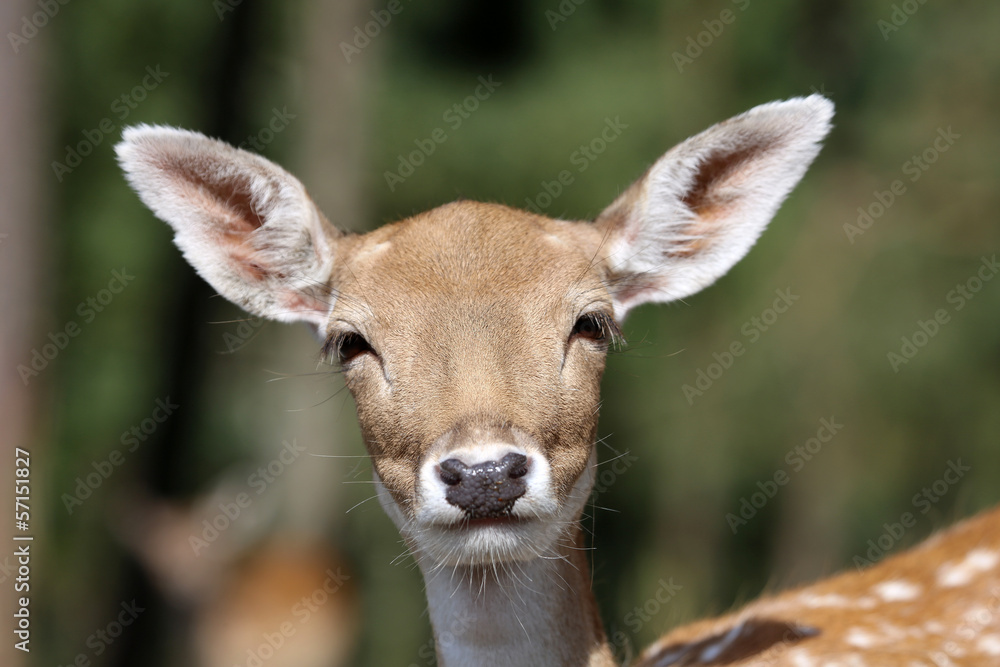 Fototapeta premium Rehkitz