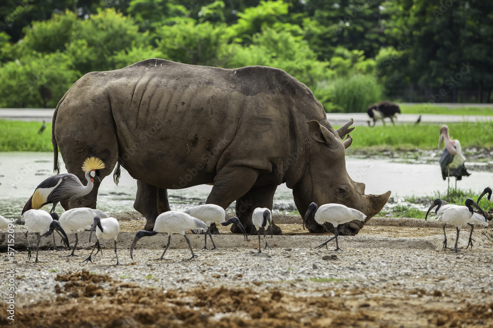 Naklejka premium hite Rhino