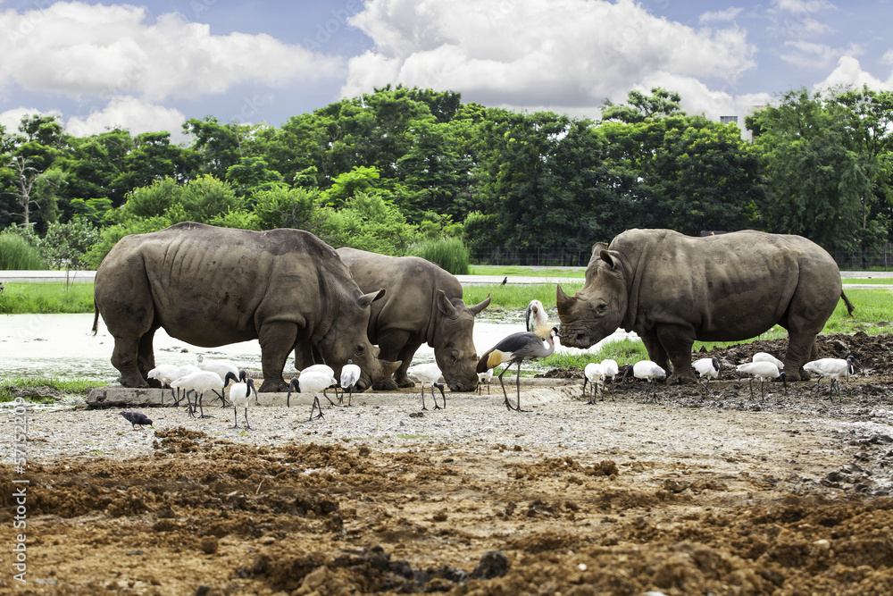 Obraz premium White Rhino