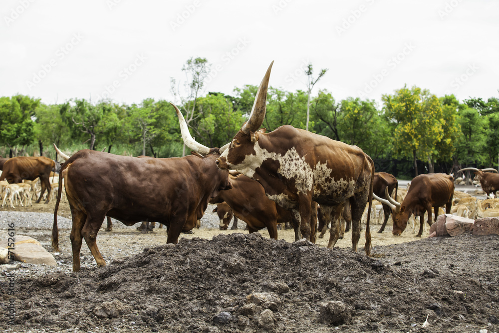 Cattle Cattle