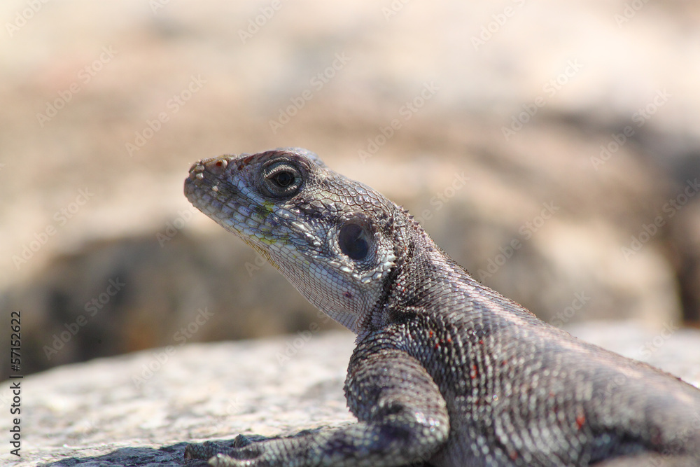Fototapeta premium Red-headed Rock Agama
