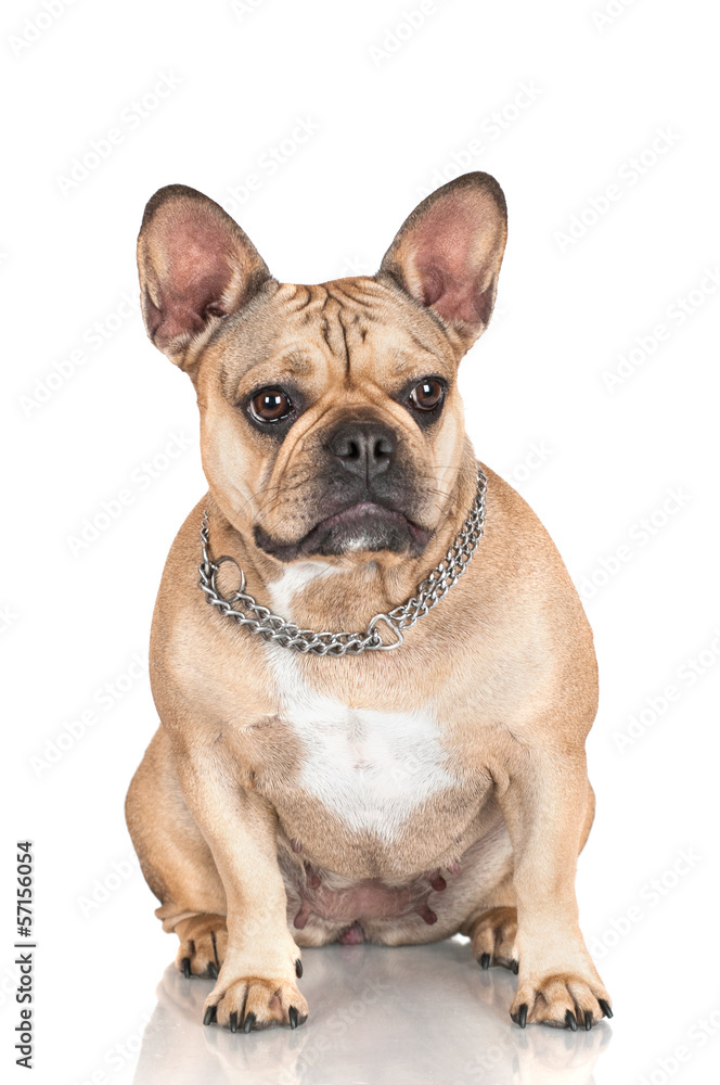 Fototapeta premium french bulldog in a collar