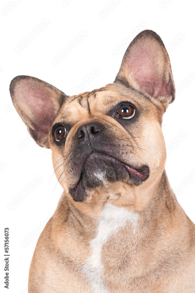 french bulldog dog portrait french bulldog dog portrait