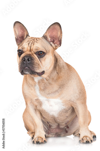 french bulldog dog © otsphoto