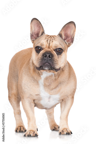 french bulldog dog