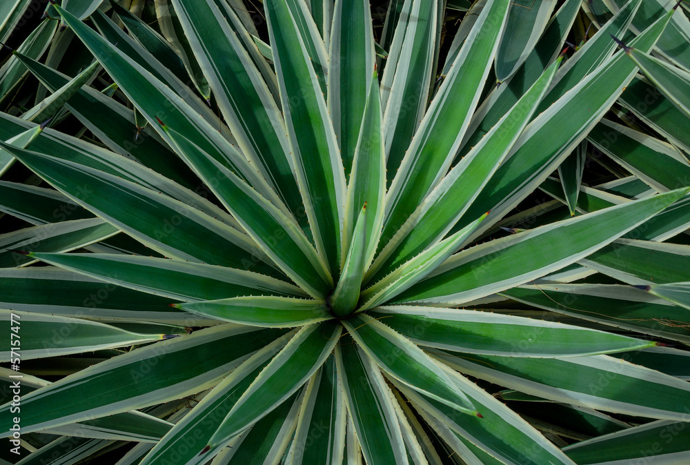 Agave americana Agave americana