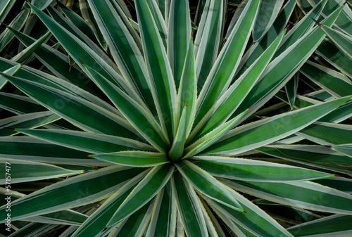 Agave americana