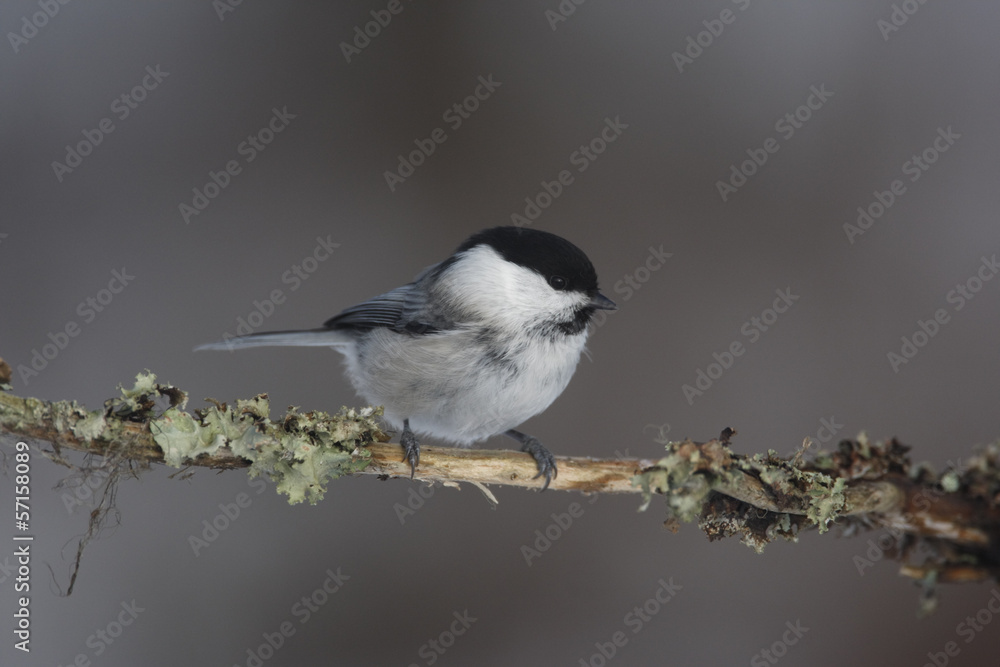Willow tit, Parus montanus borealis Willow tit, Parus montanus borealis