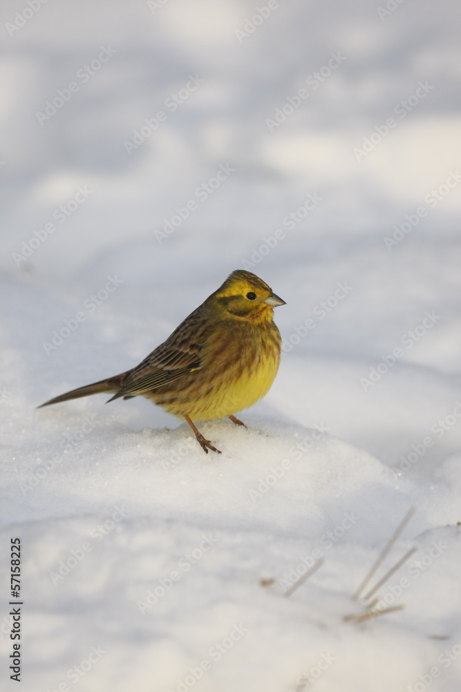 Fototapeta premium Yellowhammer, Emberiza citrinella
