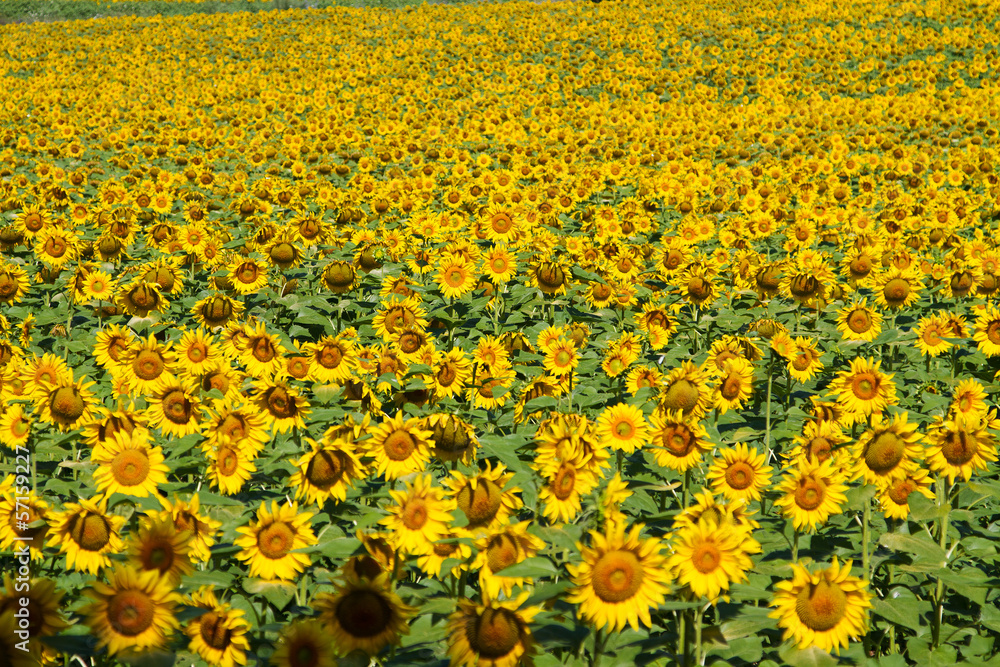 Obraz premium Sunflower