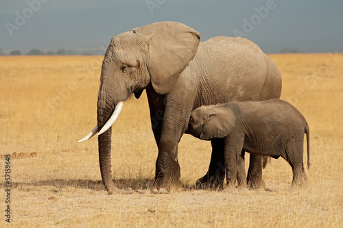 African elephant with calf, Amboseli National Park