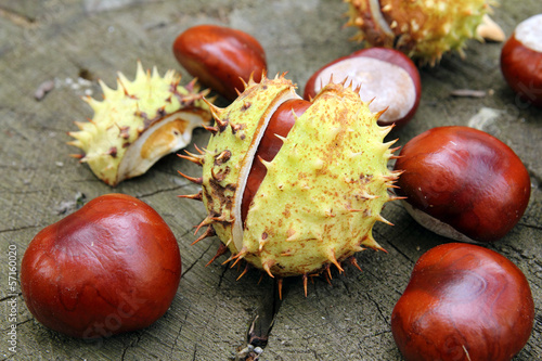 horse chestnuts